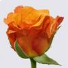 Rose Milva 50 cm. : Wholesale Flowers : Floral Supplies