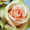Rose Chablis 50 cm. : Wholesale Flowers : Floral Supplies