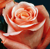 Rose Marlisse 50 cm. : Wholesale Flowers : Floral Supplies