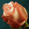 Rose Peekaboo 50 cm. : Wholesale Flowers : Floral Supplies