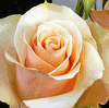 Rose Prima Donna 50 cm. : Wholesale Flowers : Floral Supplies