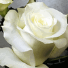 Rose Akito 50 cm. : Wholesale Flowers : Floral Supplies