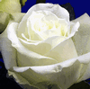 Rose Avalanche 50 cm. : Wholesale Flowers : Floral Supplies
