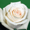Rose Mount Everest 50 cm. : Wholesale Flowers : Floral Supplies