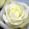 Rose Polar Star 50 cm. : Wholesale Flowers : Floral Supplies