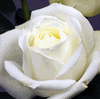 Rose Polo 50 cm. : Wholesale Flowers : Floral Supplies