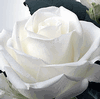 Rose Tibet 50 cm. : Wholesale Flowers : Floral Supplies