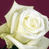 Rose White Dove 50 cm. : Wholesale Flowers : Floral Supplies
