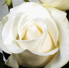 Rose Amelia 50 cm. : Wholesale Flowers : Floral Supplies