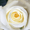 Rose Creme De La Creme 50 cm. : Wholesale Flowers : Floral Supplies