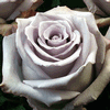 Rose Ocean Song 50 cm. : Wholesale Flowers : Floral Supplies