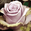 Rose Silver Stone 50 cm. : Wholesale Flowers : Floral Supplies
