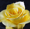 Rose Aurora 50 cm. : Wholesale Flowers : Floral Supplies