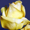 Rose Judy 50 cm. : Wholesale Flowers : Floral Supplies