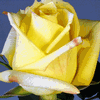 Rose Mohana 50 cm. : Wholesale Flowers : Floral Supplies