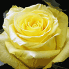Rose Tara 50 cm. : Wholesale Flowers : Floral Supplies