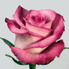 Rose Classic Cezzane 50 cm. : Wholesale Flowers : Floral Supplies