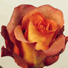 Rose Coffee Break 50 cm. : Wholesale Flowers : Floral Supplies