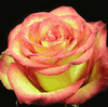 Rose High & Magic 50 cm. : Wholesale Flowers : Floral Supplies
