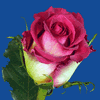 Rose Hot Ambiance 50 cm. : Wholesale Flowers : Floral Supplies