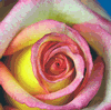 Rose Konfetti 50 cm. : Wholesale Flowers : Floral Supplies