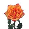 Rose Konfetti 50 cm. : Wholesale Flowers : Floral Supplies