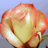 Rose Alex 50 cm. : Wholesale Flowers : Floral Supplies