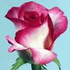 Rose Queen Amazon 50 cm. : Wholesale Flowers : Floral Supplies