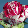 Rose Soutine 50 cm. : Wholesale Flowers : Floral Supplies