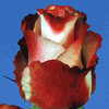Rose Sunny Leonotis 50 cm. : Wholesale Flowers : Floral Supplies