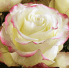 Rose Sweetness 50 cm. : Wholesale Flowers : Floral Supplies