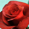 Rose Terra Cotta 50 cm. : Wholesale Flowers : Floral Supplies