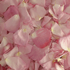 Bridal Pink FD Rose Petals (30 Cups) : Wholesale Flowers : Floral Supplies