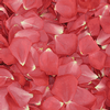 Passion Pink FD Rose Petals (30 Cups) : Wholesale Flowers : Floral Supplies