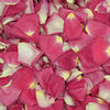 Ivory / Pink Bi-color FD Rose Petals (30 Cups) : Wholesale Flowers : Floral Supplies