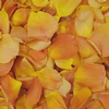 Yellow / Orange FD Rose Petals (30 Cups) : Wholesale Flowers : Floral Supplies