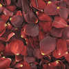 Red / Brown FD Rose Petals (30 Cups) : Wholesale Flowers : Floral Supplies