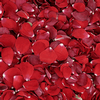 Valentine Red FD Rose Petals (30 Cups) : Wholesale Flowers : Floral Supplies