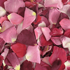 Very Berry Blend FD Rose Petals (30 Cups) : Wholesale Flowers : Floral Supplies