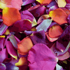 Romantic Rendezvous Blend FD Rose Petals (30 Cups) : Wholesale Flowers : Floral Supplies