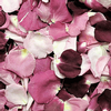 Endless Love Blend FD Rose Petals (30 Cups) : Wholesale Flowers : Floral Supplies