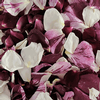 Seduction Blend FD Rose Petals (30 Cups) : Wholesale Flowers : Floral Supplies