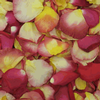 Cha Cha Blend FD Rose Petals (30 Cups) : Wholesale Flowers : Floral Supplies