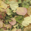 Spring Love Blend FD Rose & Hydrangea Petals (30 Cups) : Wholesale Flowers : Floral Supplies