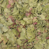  Sage Green & Pink FD Hydrangea Petals (30 Cups) : Wholesale Flowers : Floral Supplies