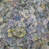 Lavender Blue & Green FD Hydrangea Petals (30 Cups) : Wholesale Flowers : Floral Supplies