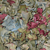 Assorted Colors FD Hydrangea Petals (30 Cups) : Wholesale Flowers : Floral Supplies