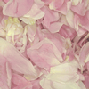 Blush FD Peony Petals (30 Cups) : Wholesale Flowers : Floral Supplies