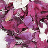 Assorted Color FD Peony Petals (30 Cups) : Wholesale Flowers : Floral Supplies