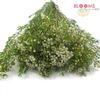 Waxflower White : Wholesale Flowers : Floral Supplies